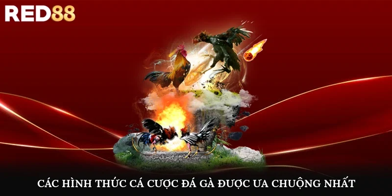 Các hình thức cá cược đá gà được ưa chuộng nhất hiện nay