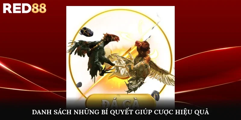 Danh sách những bí quyết giúp bạn cược gà hiệu quả